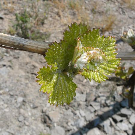 Weinhotel Hubertus Garni Klotten Dış mekan fotoğraf