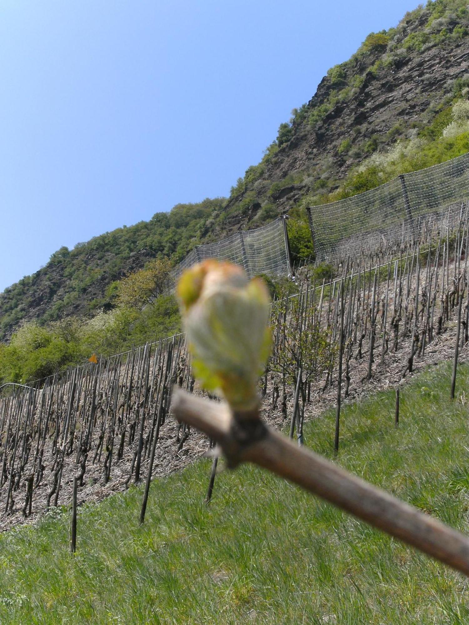 Weinhotel Hubertus Garni Klotten Dış mekan fotoğraf